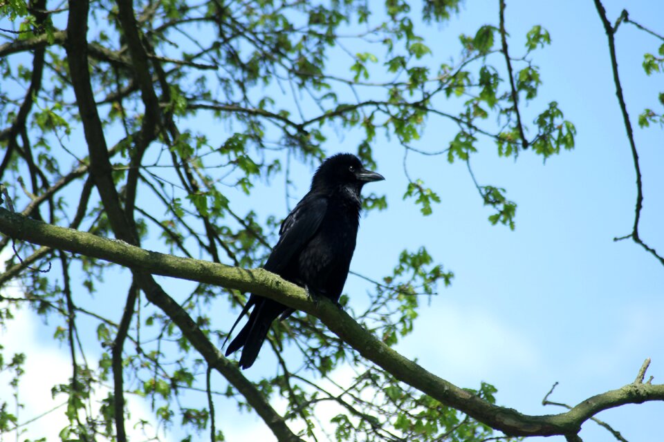 Tree animal nature