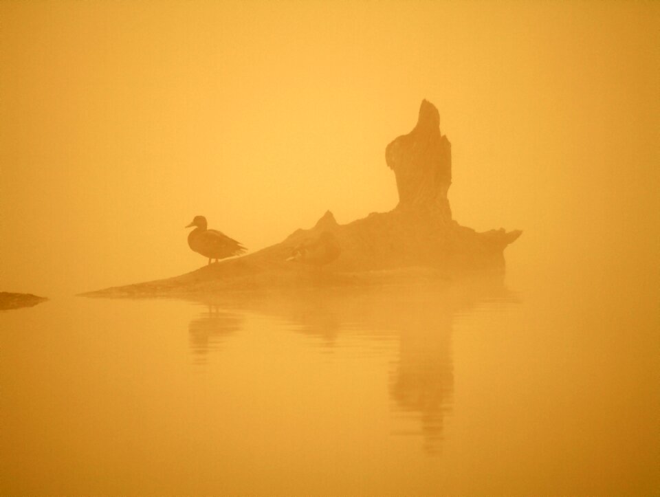 The fog orange climate