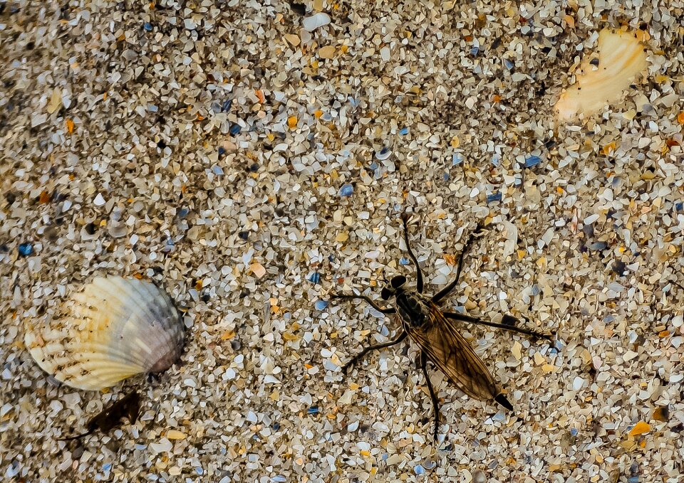Wildlife natural sand