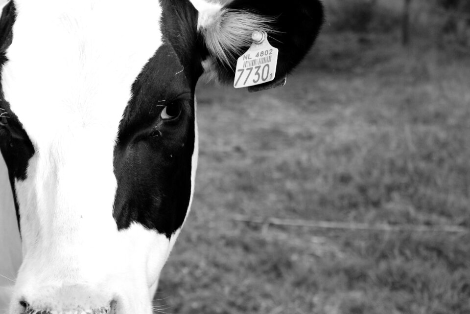 Farm black animal