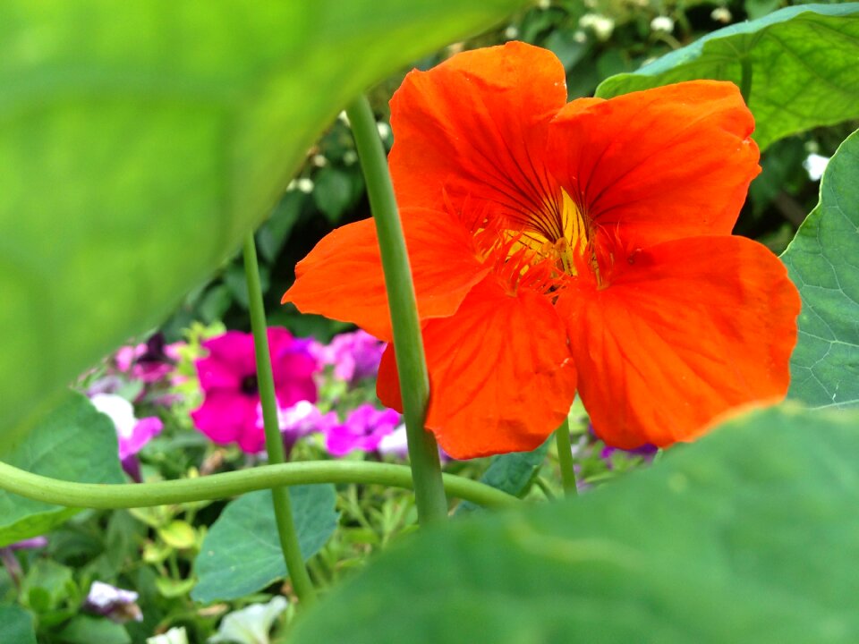 Orange green decoration
