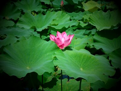 Plant lotus natural