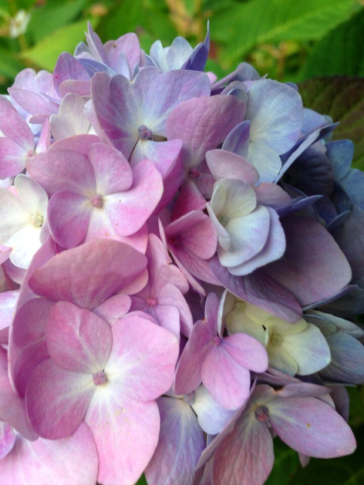 Summer blossom bloom