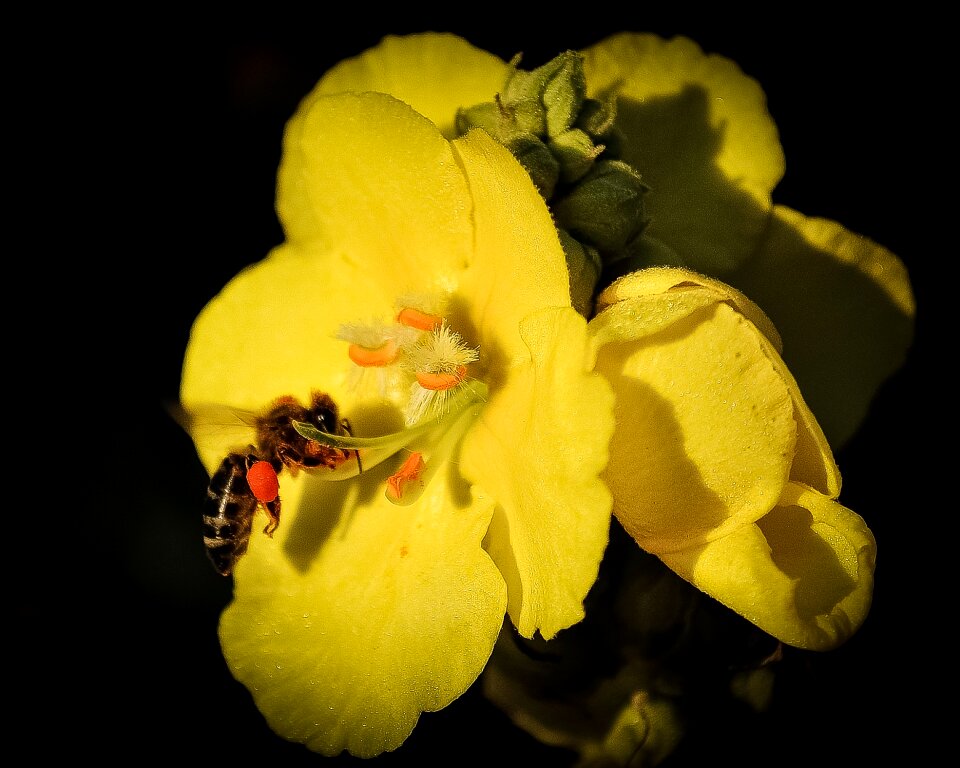 Floral nature garden