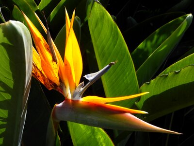 Bright colours strelicia exotic
