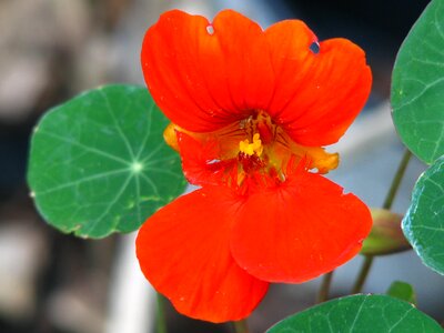 Bloom flower calyx photo