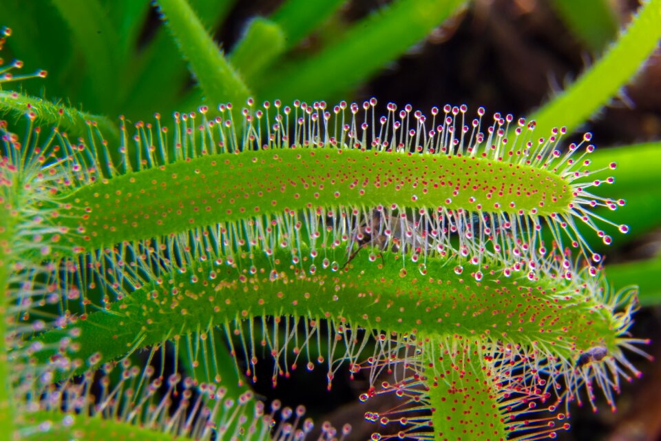 Sticky lockfarbe nature