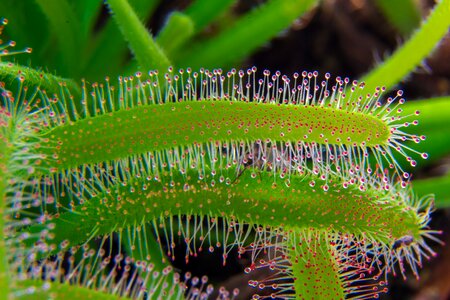 Sticky lockfarbe nature