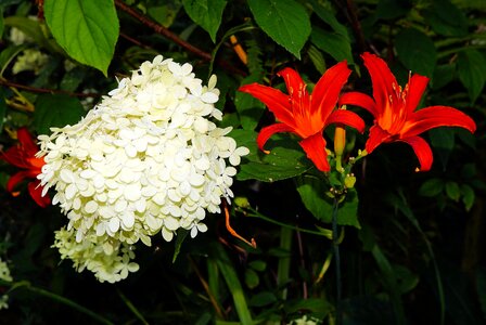 Garden hydrangea lily