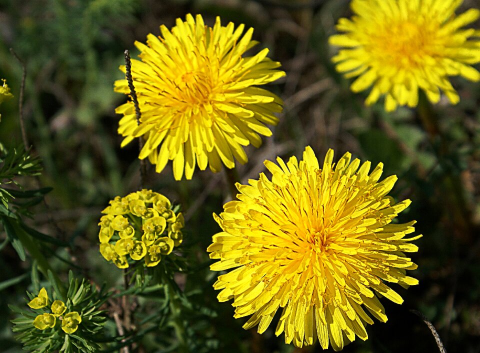 Plant flower flowers