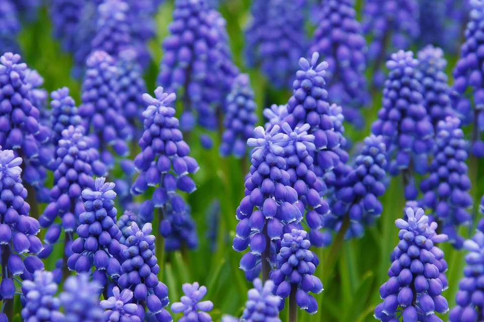 Flowers bed bloom photo