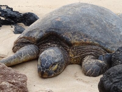 Sea animals tropical sea