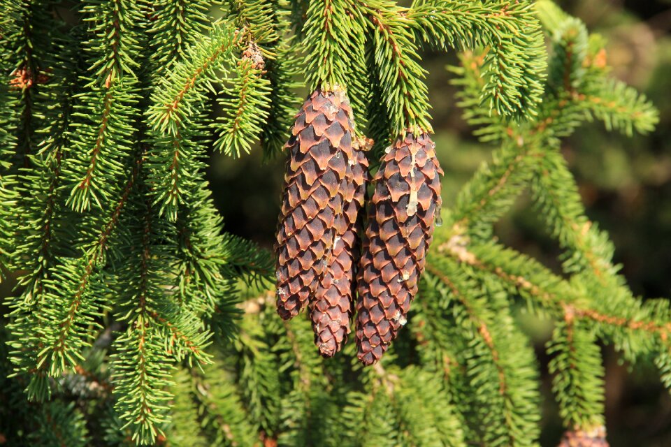 Cone pine cone bad luck