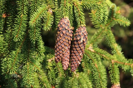 Cone pine cone bad luck photo