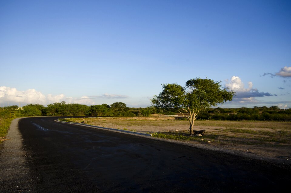 Tree paving path photo