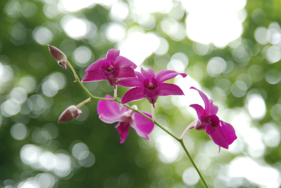 Floral blossom petal