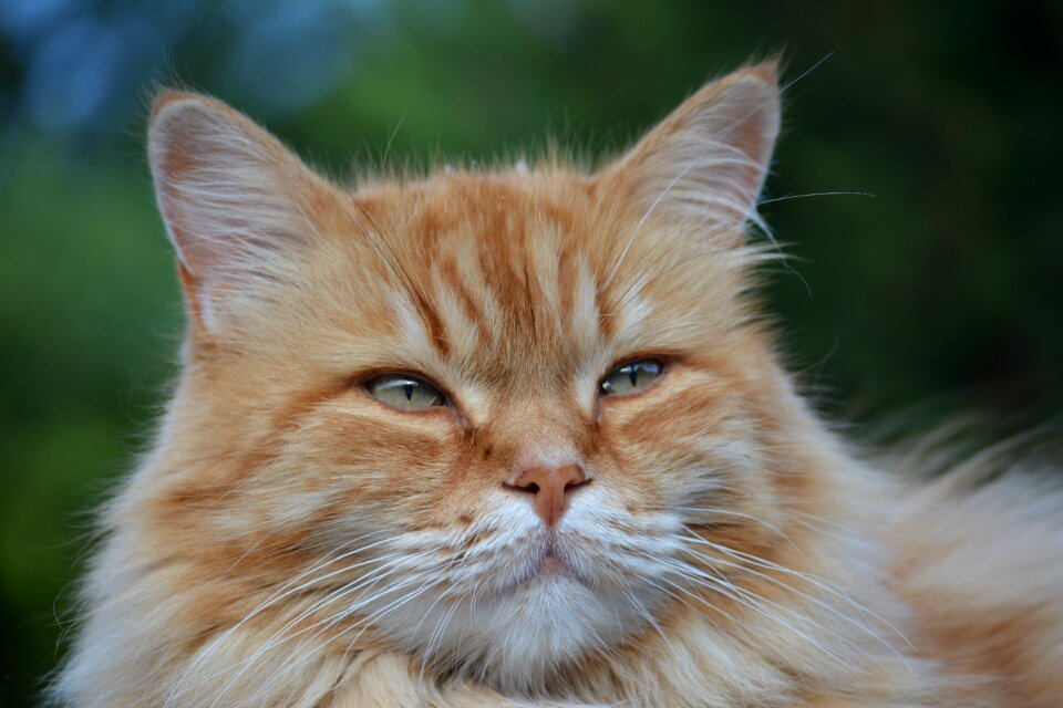 Cat feline pet