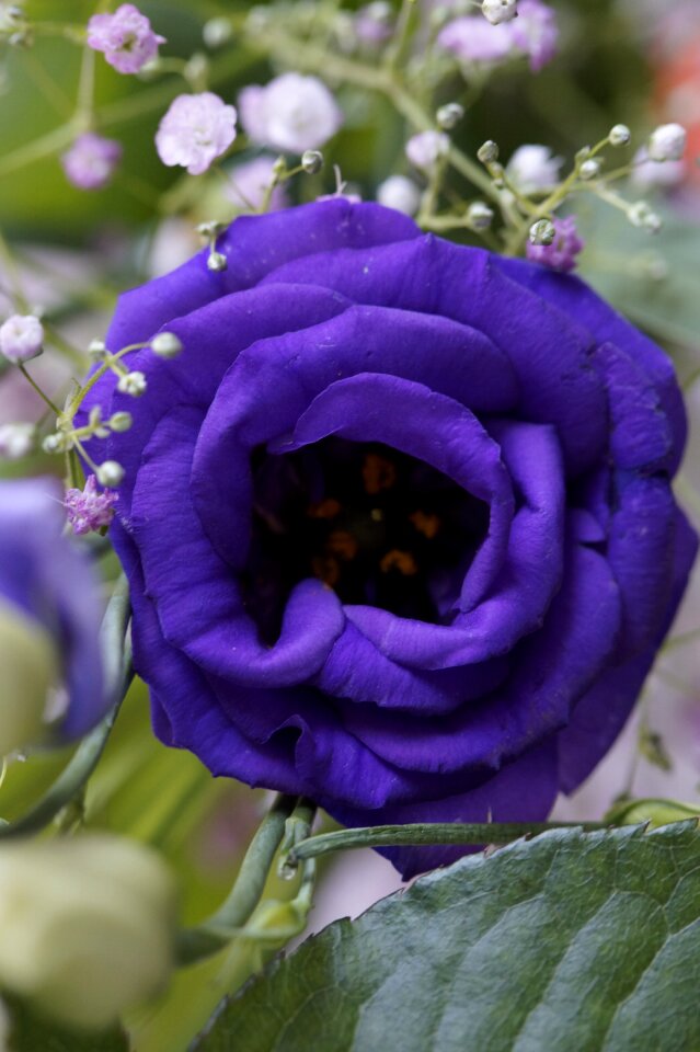 Bloom bouquet festive