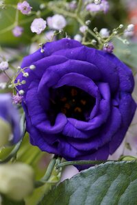 Bloom bouquet festive