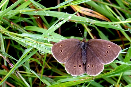 Chimney sweep satyrinae aphantopus hyperantus