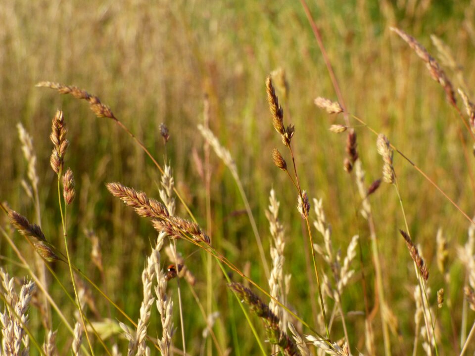 Field ears cereals
