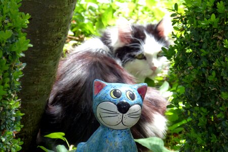 Cat domestic cat animals