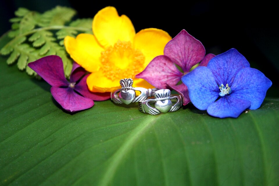 Flowers nature love