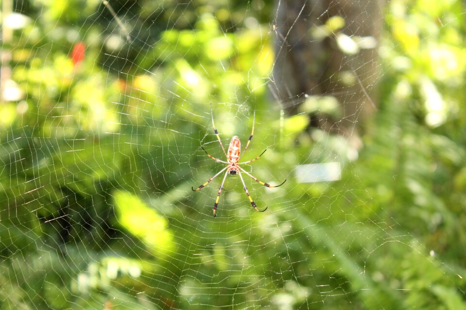 Isolated bug danger