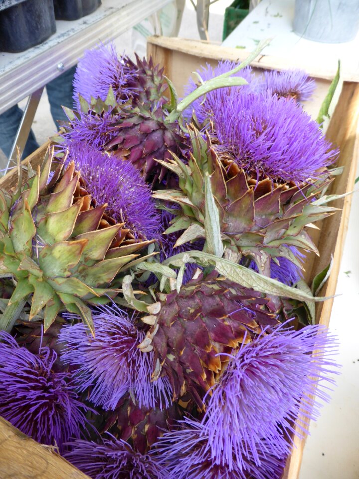 Violet basket provence