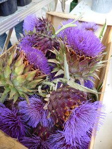 Violet basket provence