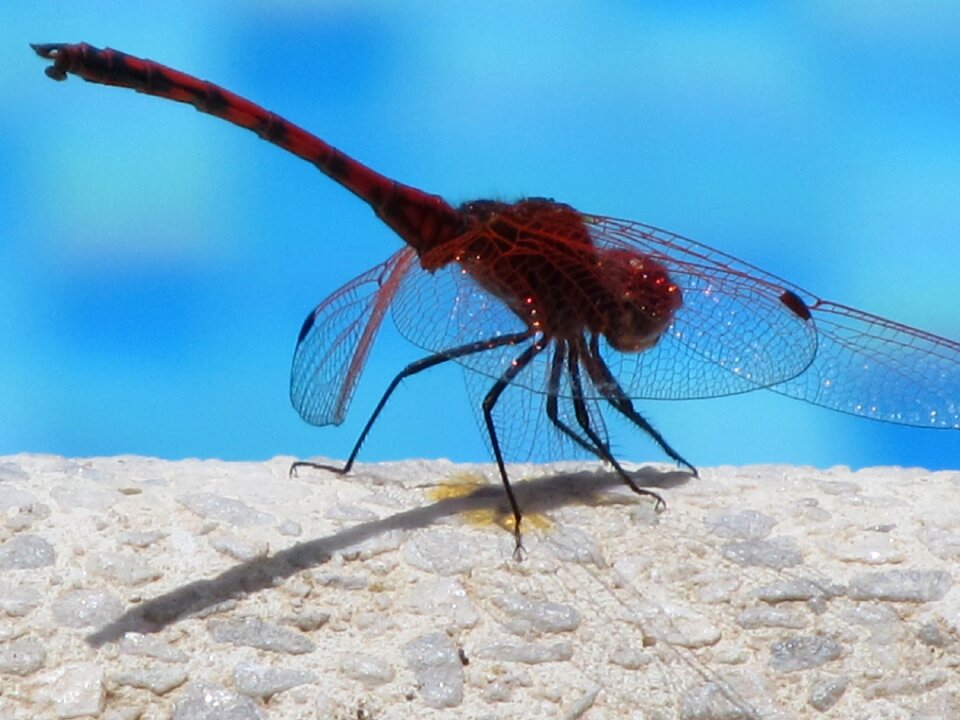 Close up water flight insect