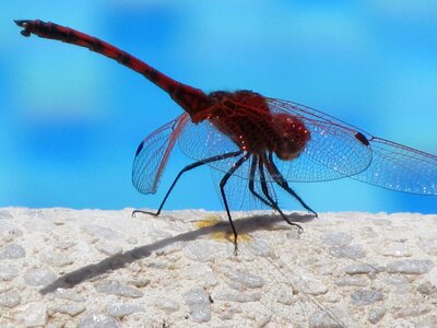 Close up water flight insect