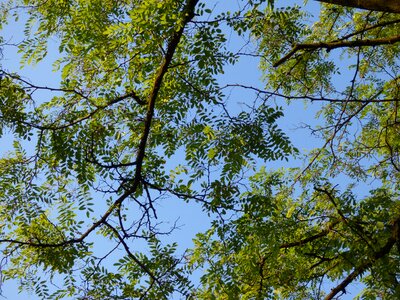 Clearances sky nature