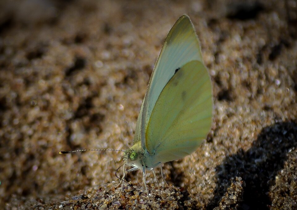 Bug animal nature