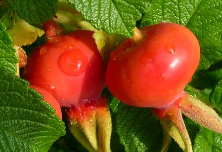 Plant fruit haegen photo