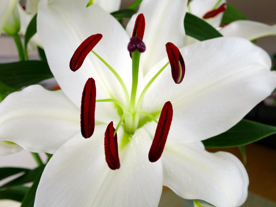 White blossom bloom
