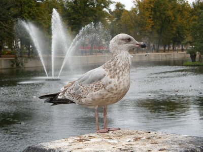 Gull water fountain