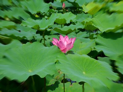 Plant lotus natural