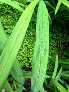 Green dewdrop glitter