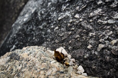 Stone seed granite
