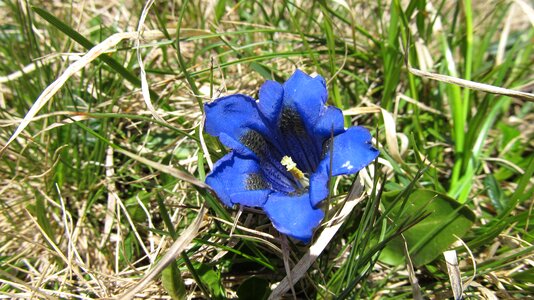 Alpine blue flora photo