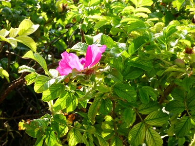 Nature petal flourishing photo