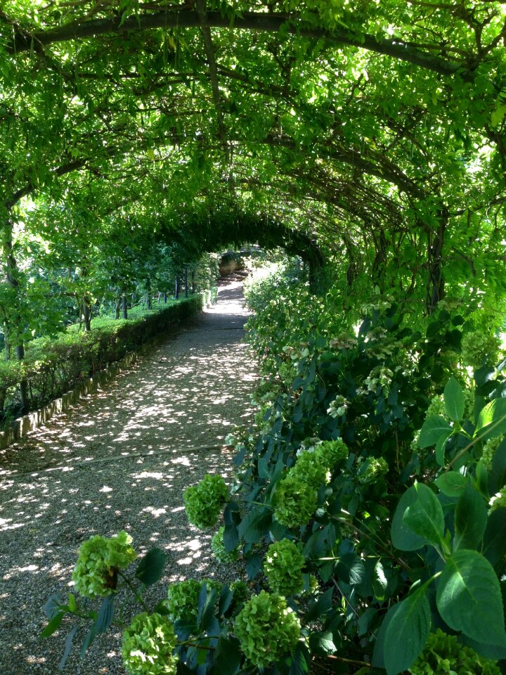 Green leaves green color