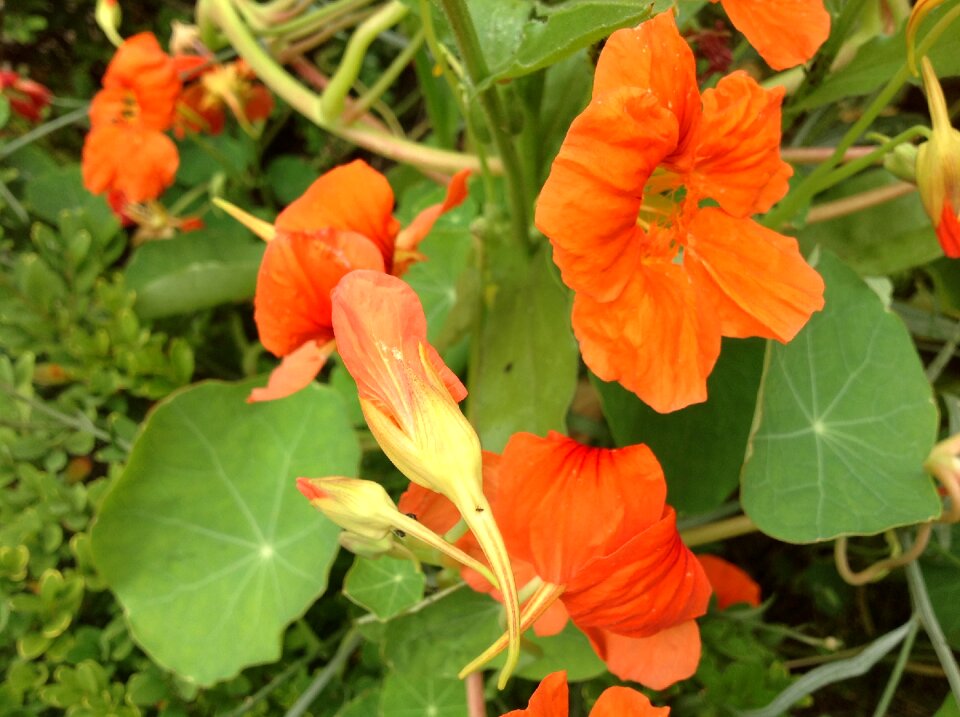 Nasturtium spring orange