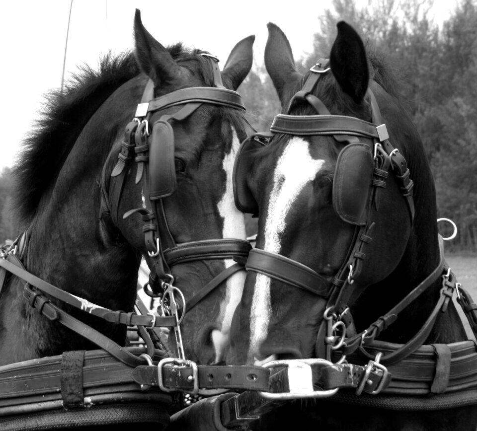 Animals equestrian black and white