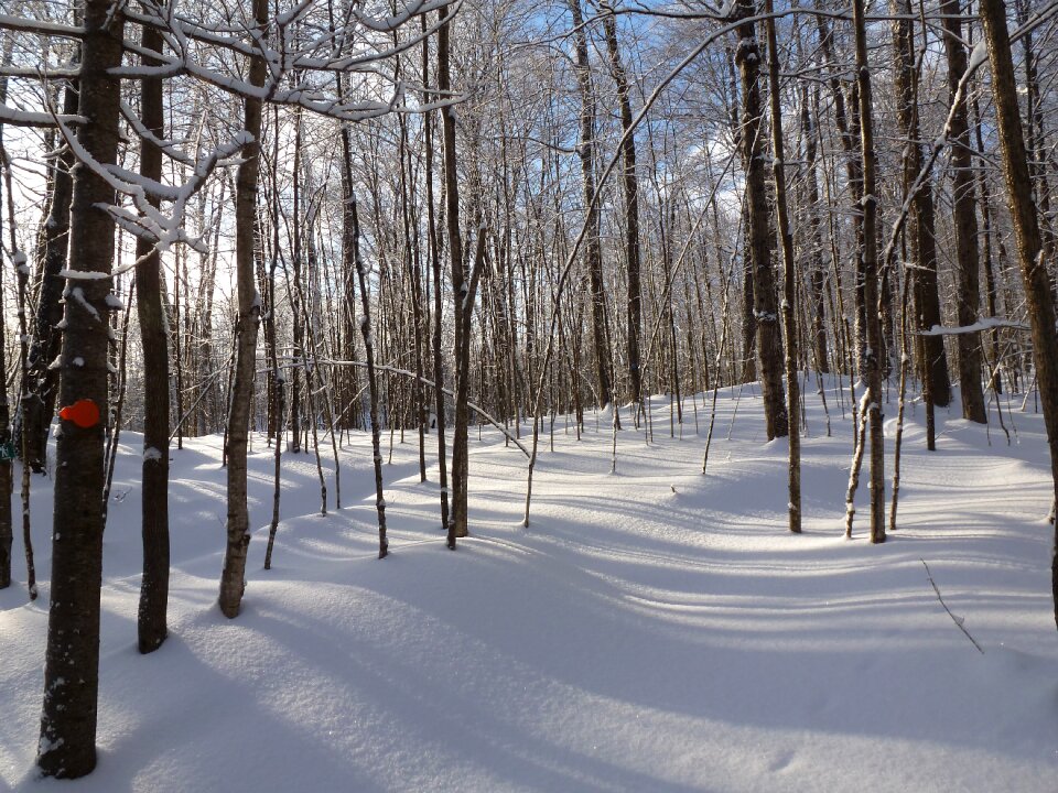 Shadows trees white