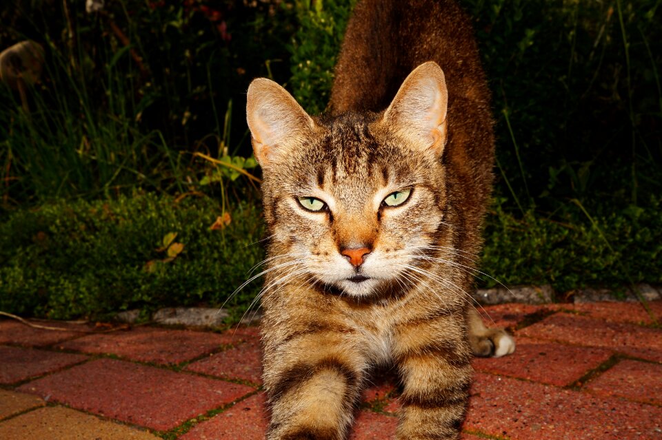 Hungry cat face fur