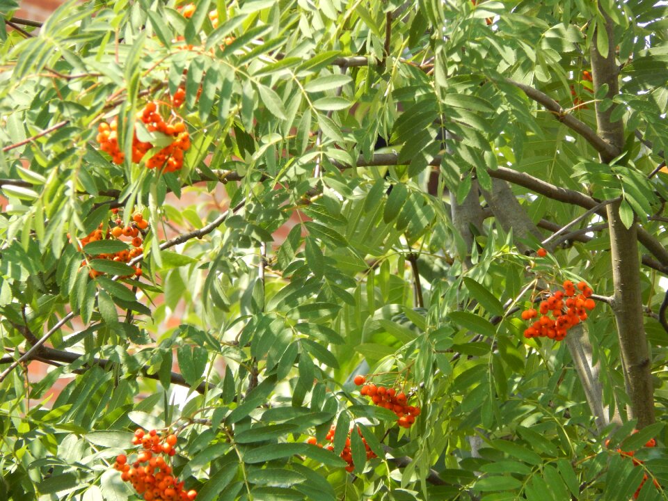 Plant tree nature