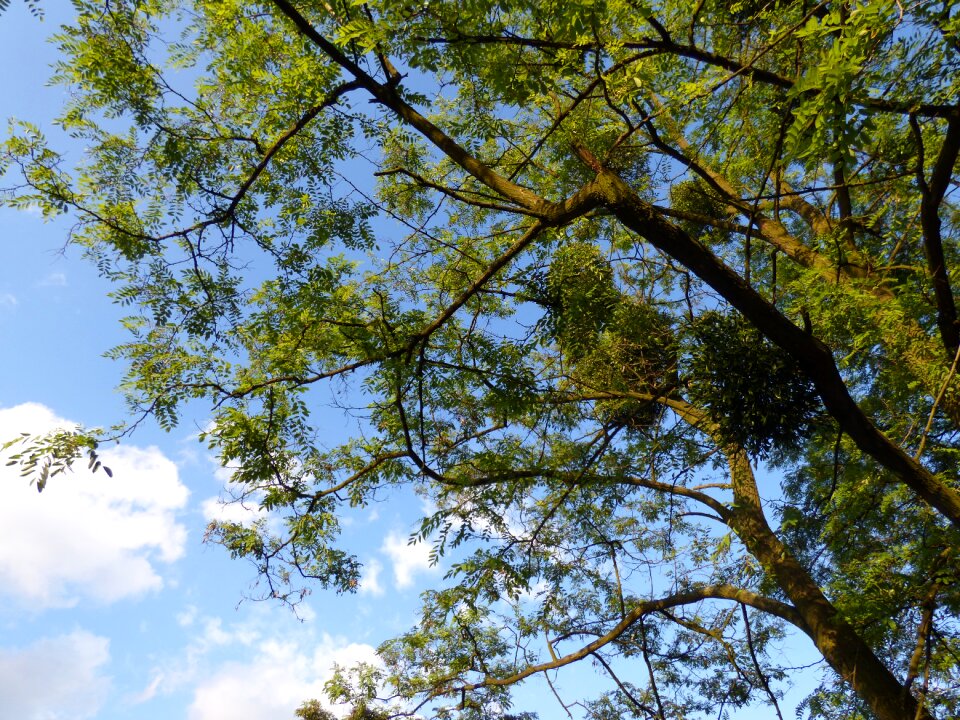 Clearances sky nature