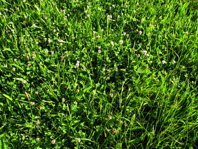 Flowers pointed flower fodder plant